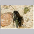 Alysson spinosus - Grabwespe w11c 7-8mm OS-Hasbergen-Lehmhuegel.jpg